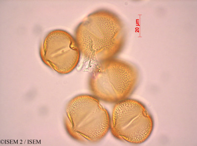 Paeonia mascula subsp. coriacea - lame n° 27545